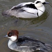 Smew